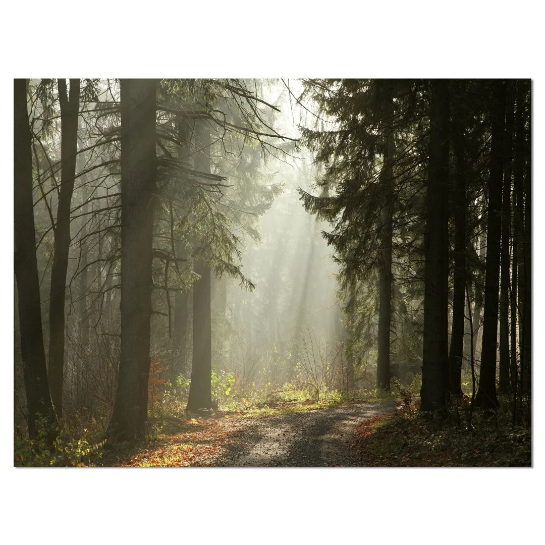 Dark Green Forest with Sun Rays - Photograph Print on Canvas Design Art Size: 16" H x 32" W x 1" D