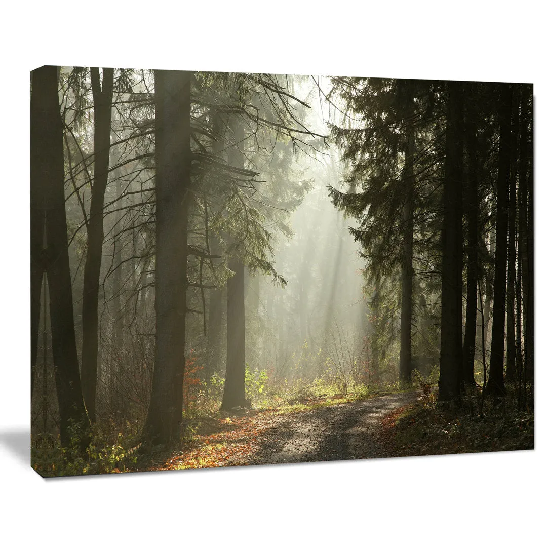 Dark Green Forest with Sun Rays - Photograph Print on Canvas Design Art Size: 16" H x 32" W x 1" D