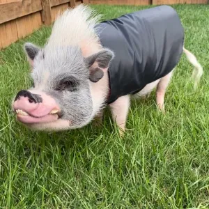 Fleece Lined Rain Jacket, Water Resistant Sweater Coat