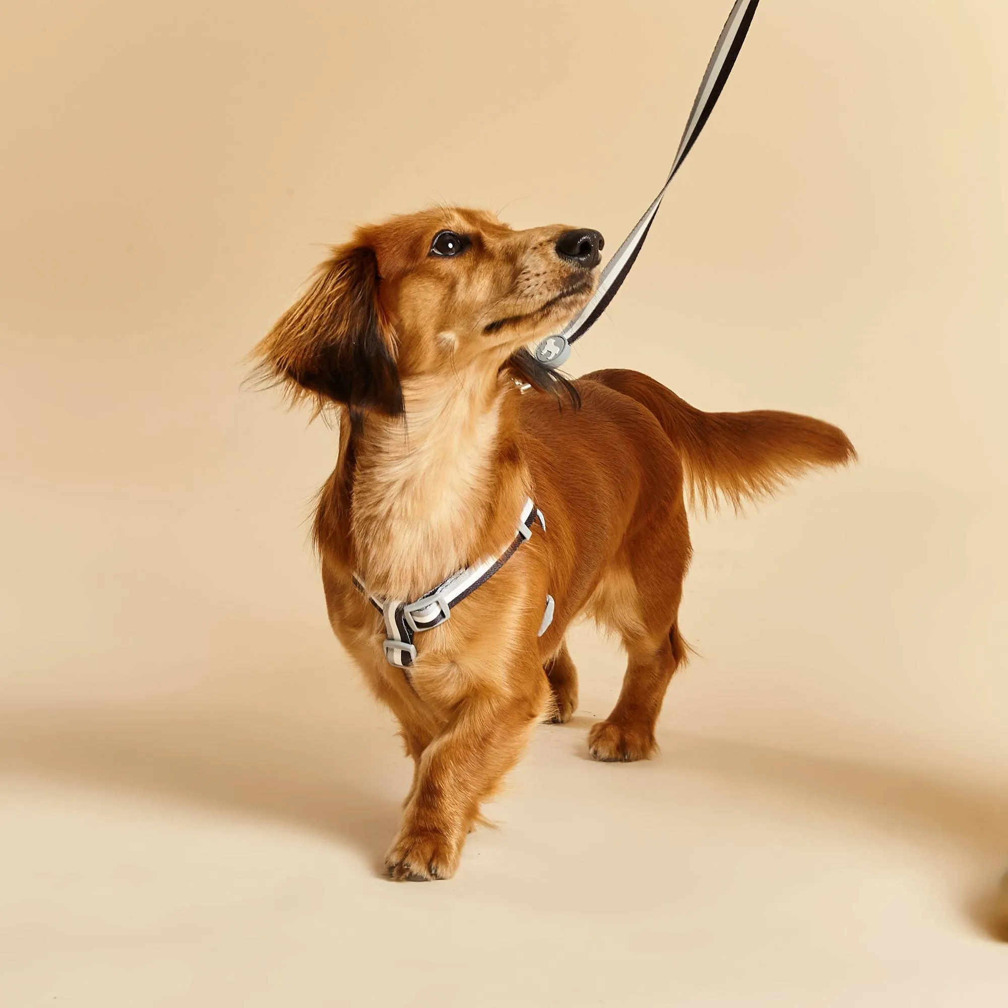 Liquorice Stripe Fabric Dog Harness