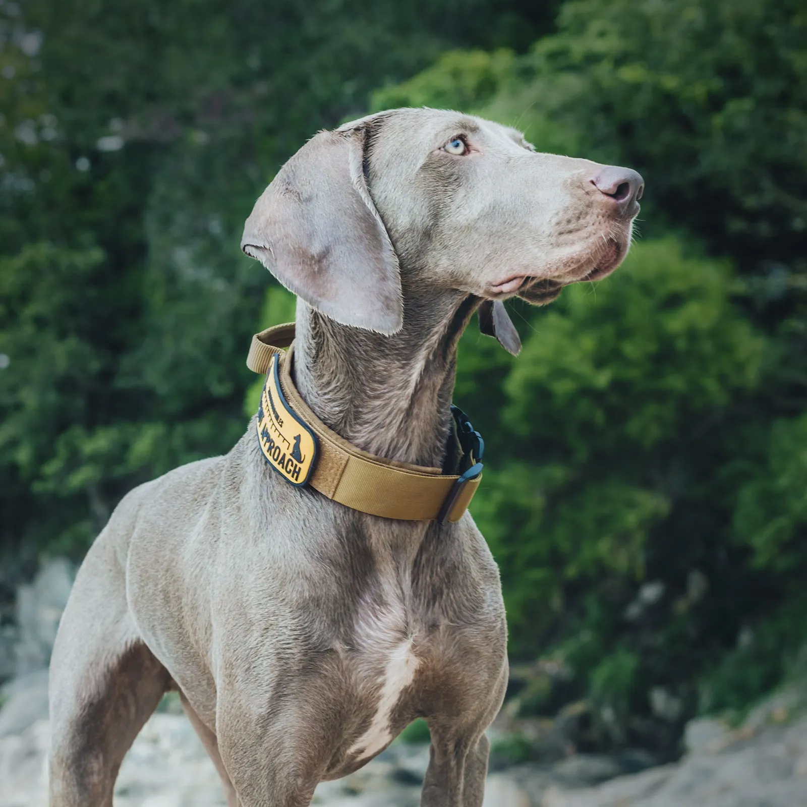ONETIGRIS Dog Collar 08