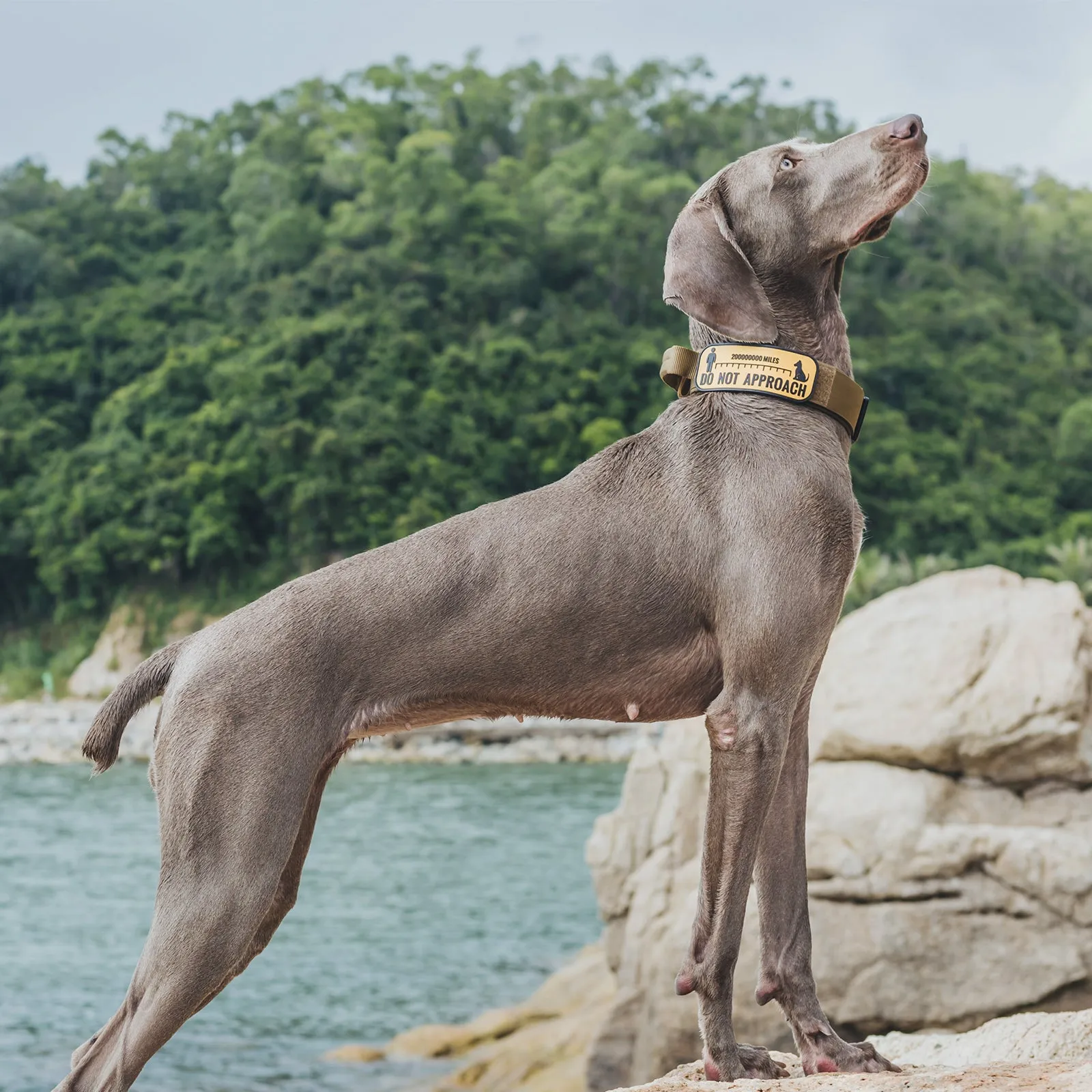 ONETIGRIS Dog Collar 08