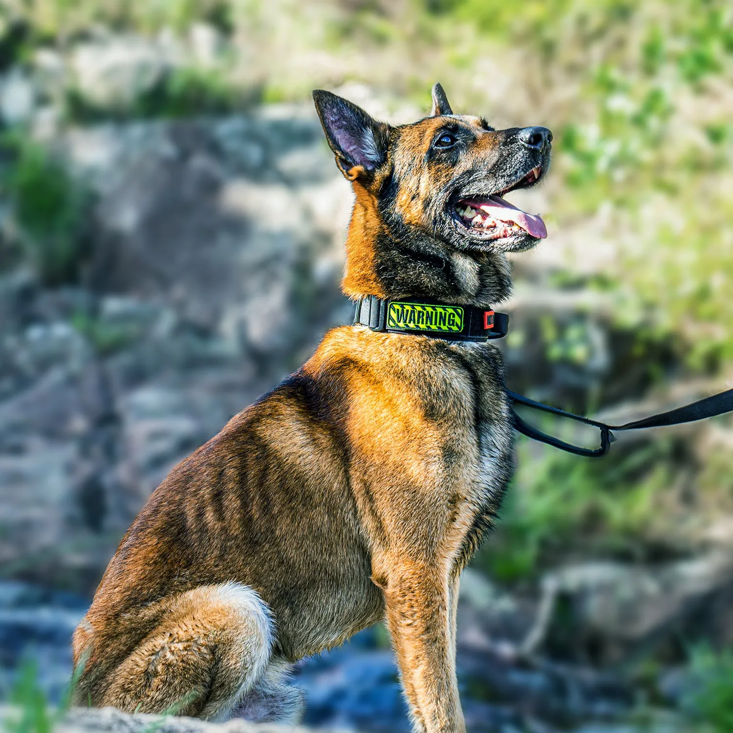 ONETIGRIS Dog Collar 08